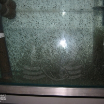 fischgut_ba_09g fischgut_ba_09g